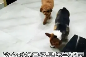 真·舔狗！云南狗狗吃了生蘑菇中毒舔地板啃空气，网友：它的心愿是有吃不完的骨头图片