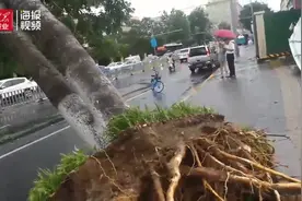 济南暴雨狂风吹倒路边大树，救险车10分钟赶到现场视频封面