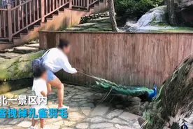过分！为逗孩子一女子景区内拔掉孔雀羽毛 律师：景区可主张赔偿图片