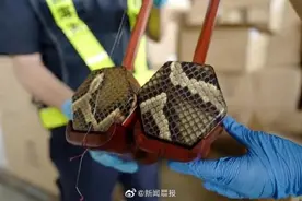 海关查获蟒蛇皮制二胡20把图片