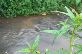 整治出成效！白云区太和镇金坑河重现碧水盈盈图片
