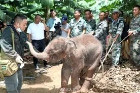 云南小象受伤滞留茶叶地百人救助图片