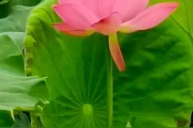 禾城人家爱荷花｜张进喜图片