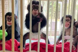 暑期家长都头疼？黑猩猩幼仔也来上“暑托班”视频封面