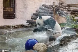 莫斯科天气炎热 动物园大熊猫北极熊戏水消暑图片