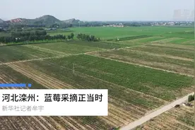 河北滦州：蓝莓采摘正当时视频封面