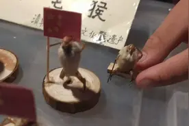 活灵活现！三名初中生夜市摆摊制作毛猴 变现同时传承非遗文化图片