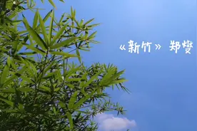 诗词赏析《新竹》郑燮图片
