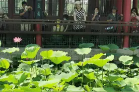 影像｜大明湖畔罕见并蒂莲开花了，“花中君子”寓意美好图片