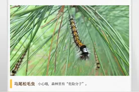 湖湘自然历丨夏日昆虫记⑧一看就不是“好虫”图片