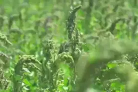 做成粽子、酸奶、饼干…藜麦制品已大量入市！中科院在沪机构与沪企酝酿创新开发图片