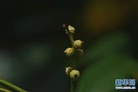 极度濒危植物西畴青冈迁地昆明植物园13年首次结实图片