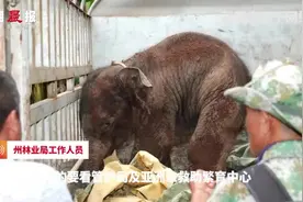 受伤小象脱离象群被救治时大喊大叫 州林业局：小象恢复良好 会考虑放归野外视频封面