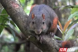 湖南张家界：觅食松鼠萌态可掬 引来游客争相喂食图片