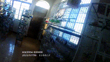 男子因痴迷这种小鸟，警察找上门了图片