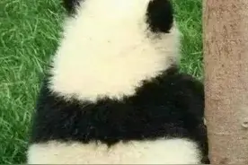 早报超有料丨《盛夏未来》张子枫吴磊CP感拉满《怒火·重案》甄子丹谢霆锋动作戏曝光图片