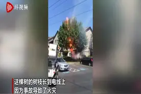 美国居民门前一棵大树触电着火 发出恐怖电流声图片