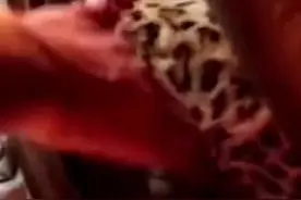 山西交警处理追尾车祸，竟在后备箱发现死亡金钱豹！网友：吃了熊心豹子胆图片