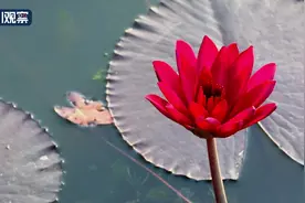 遂宁：夏日风光秀 600亩荷花、莲花争“花魁”图片