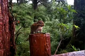 瓦屋山向全球发出邀请：盛夏游瓦屋有机会免票欣赏“飞流直下三千尺”胜景图片