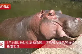 吃西瓜、吹空调……动物避暑有“凉方”图片
