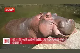 吃西瓜、吹空调……动物避暑有“凉方”图片