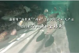 大陆纪行（五）：台商扎根海南演绎"鱼水情深"图片