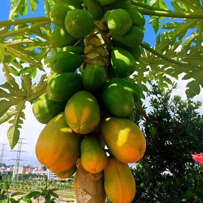 花胶椰青肉鸡汤的做法大全 2026年花胶椰青肉鸡汤的做法大全视频