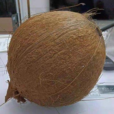 木瓜椰子煲花胶汤 2026年木瓜椰子煲花胶汤的做法