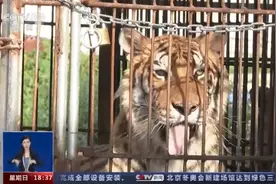 马戏团之乡转型之困：老虎“赋闲在家”，一年饲养费十几万元 祖孙三代愿捐赠图片