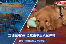 收空运费走陆运，金毛托运惨死谁之过？|快评图片