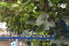 山西曲沃：“玫瑰”味的葡萄熟了视频封面
