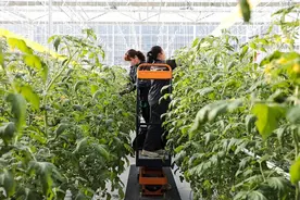 蔬菜小镇可创造1200个就业岗位图片