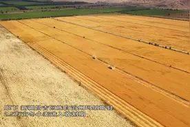 北疆麦田丰收忙视频封面