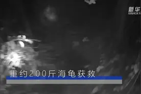 重约200斤海龟获救视频封面
