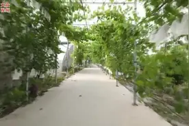 视频｜小葡萄做出大文章图片