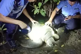 三亚200斤巨龟患病 ，海岸警察帮送医视频封面
