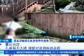 游客硬拽孔雀羽毛！景区回应来了！游客或将面临哪些处罚？图片