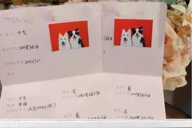白德牧和边牧领结婚证冲上热搜，网友：真·撒狗粮！酸了……图片
