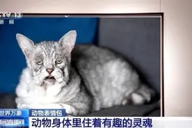 动物界的超萌表情包，快来收藏图片