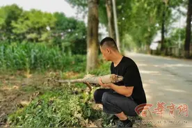 西安72岁老人被折断的树枝砸中昏迷 街办称是“天灾”图片