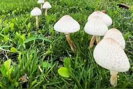“不明生物”现身大亚湾核电基地，专家这样解释……图片