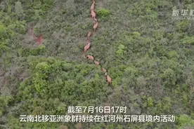 小小水塘承受太多！象群排队洗澡画面火了图片