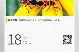 湖湘自然历丨夏日昆虫记⑫打屁虫到底打不打屁图片