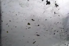 加拿大司机开车遇龙卷风 雨水和碎片完全遮挡视线图片