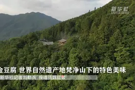 金豆腐，世界自然遗产地梵净山下的特色美味视频封面