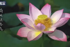“早有蜻蜓立上头”这里的荷花绝美图片
