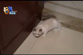 姑娘公寓丢“布偶”，电梯监控记录下这一幕图片