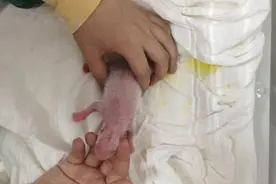 大熊猫“珍珍”和“苏珊”产下两胎四仔图片