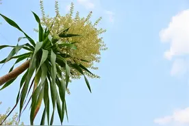 “植物寿星”龙血树开花，美得不可方物图片